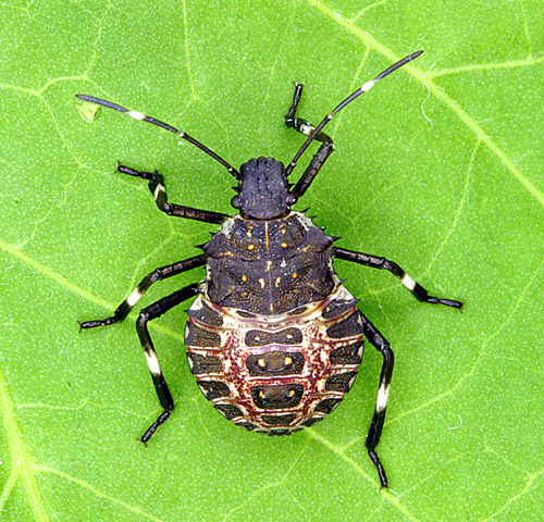brown flat beetle