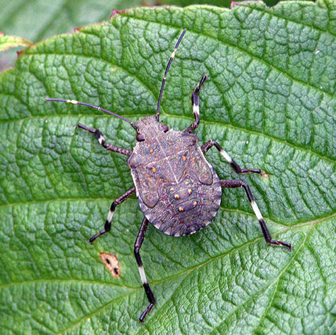 Late instar nymph (note wing pads).