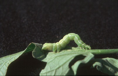 Healthy cabbage looper feeding on tomato leaf.
