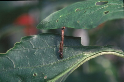 Cabbage looper corpse killed after ingesting leaves with the biological control agent Bacillus thuringiensis subsp. kurstaki.