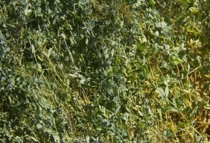 Cover crop of field peas.