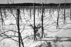 Image of apple orchard in winter with crabapple tree with fruit.