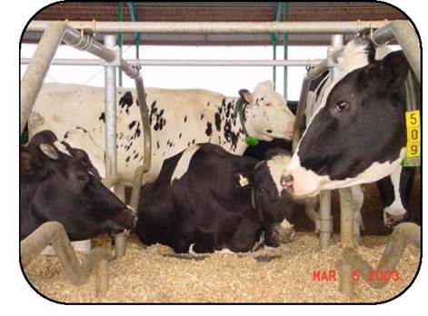 Vaches couchées et debout dans une étable à stabulation libre, montrant un espace réservé au mouvement d’élancement