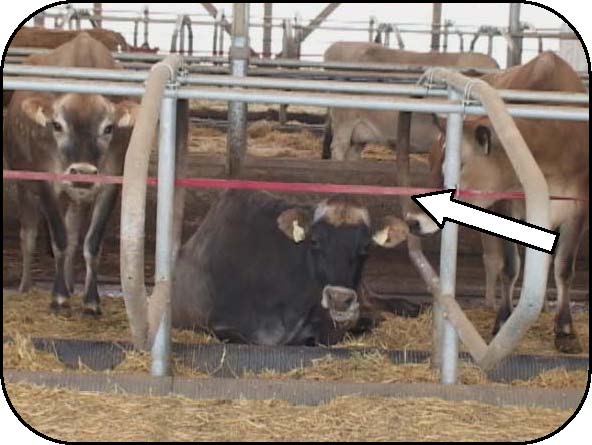 Vue de face d’une vache couchée dans une étable à stabulation libre, montrant une courroie de restriction rouge traversant le tiers supérieur de la logette