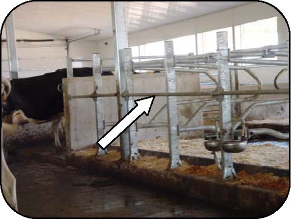 Front view of free-stalls showing a deterrent used to prevent cow from escaping out the front of the stall