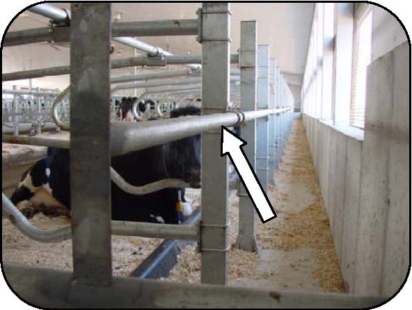 Front view of a cow stall with a deterrent bar that prevents cows from escaping to the lunge area