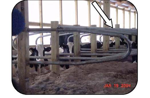 Side view of a loop sloped downward for cows to swing their head while exiting the stall