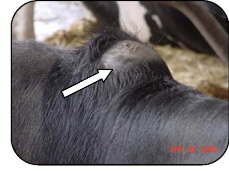 Close up view of a bump on a cow’s neck which is caused by an improperly placed feed rail restraint