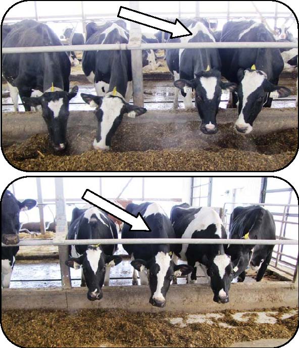 Front view of cows eating from a feed ally with a resistant at different locations impacting neck injury