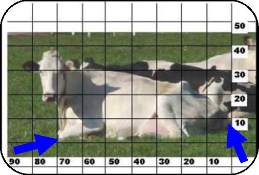 A cow lying in a field with body length measurements superimposed over the image