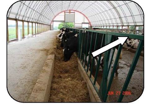 Sideview of a feed alley in a coverall barn and a properly designed slant bar resistant to avoid neck injuries