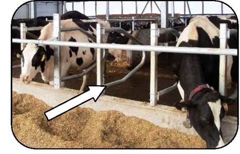Front view of cows in a feed stall with loops