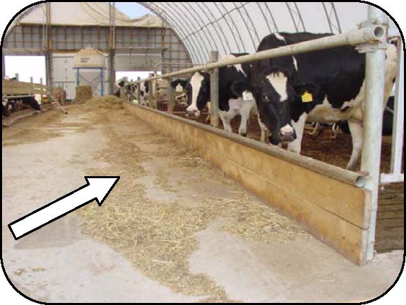 Front view of a feed bunk with feed out of reach for cows