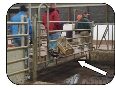 Foot Bridge across a cow alley to avoid manure contamination