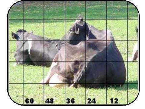 A cow lying in a field with body width measurements superimposed over the image