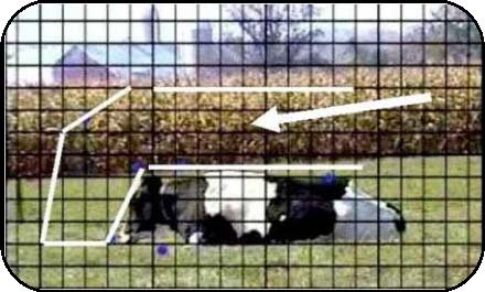 Une vache couchée dans un champ, avec un contour superposé pour indiquer le mouvement d’élancement