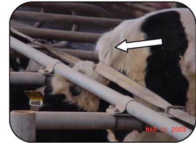 A cow standing in a free-stall barn with their head below the neck rail