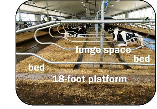 Dairy cow comfort: free-stall dimensions | ontario.ca