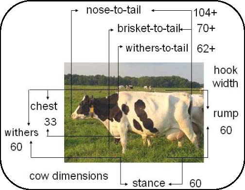 A cow standing in a field with body measurements superimposed over the image