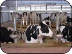 Vue de face de vaches dans une stalle entravée montrant un abreuvoir bien placé pour le confort des vaches