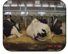 Vue arrière de vaches couchées dans des stalles de taille appropriée permettant une position de repos normale
