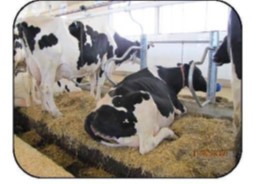 Vue latérale de vaches dans une stalle entravée où sont utilisés des séparateurs