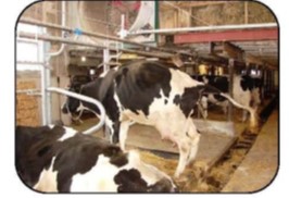 Vue latérale de vaches dans des stalles entravées montrant un dresseur électrique bien placé