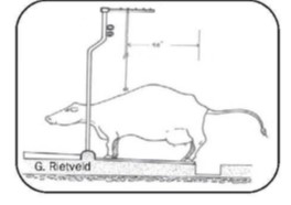 Vue latérale d’une vache dans une stalle entravée montrant un dresseur électrique bien placé