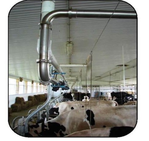Vue latérale de vaches dans une stalle entravée montrant un dresseur électrique bien placé par rapport aux canalisations à lait et à vide