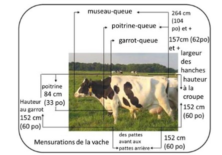 Une vache debout dans un champ avec ses mensurations détaillées superposées sur l’image