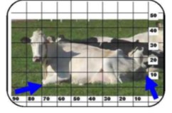 A cow lying in a field with body length measurements superimposed over the image