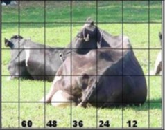 A cow lying in a field with body width measurements superimposed over the image
