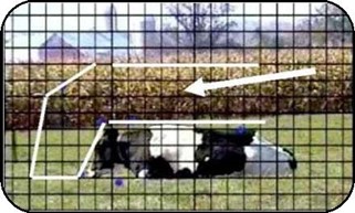A cow lying down in a field with an outline superimposed to indicate cow lunging