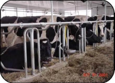 Front view of cows standing in tie-stall openings