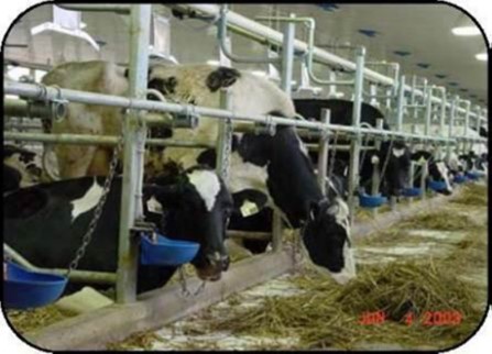 Vue de face de vaches dans des stalles entravées montrant une bordure de mangeoire qui offre plus de confort en position couchée