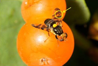 European cherry fruit flies have a yellow dot on their body and can be distinguished from related species by the patterns on their wings. Look for an isolated (or mostly isolated) black notch on the wing (circled).