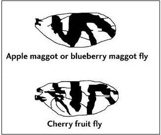 Wing patterns of other fruit flies (Tephritidae). Cherry fruit fly lacks the isolated "notch" that is present in European cherry fruit fly.