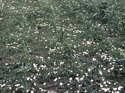 Field Bindweed infestation in corn.