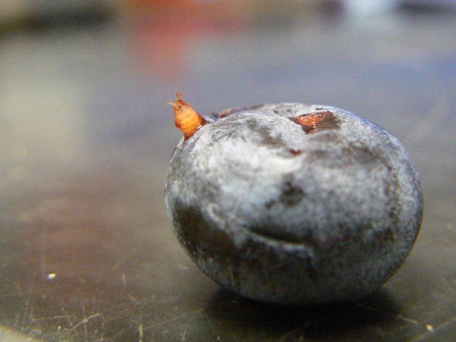 Pupe de DAT sortant d'un fruit infesté.
