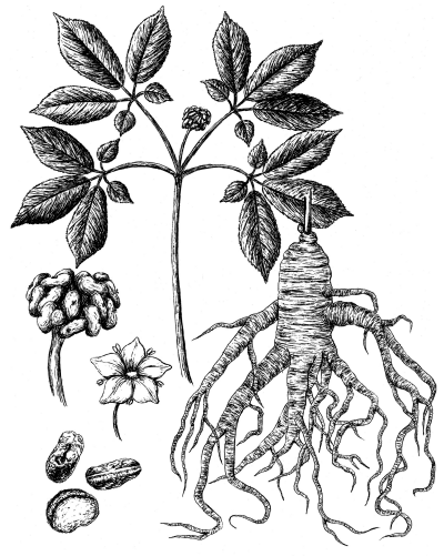 Illustration d’un plant type de ginseng âgé de quatre ans.