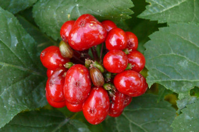 Figure 2. Seed emerges in red berry clusters on plants 3 years and older.