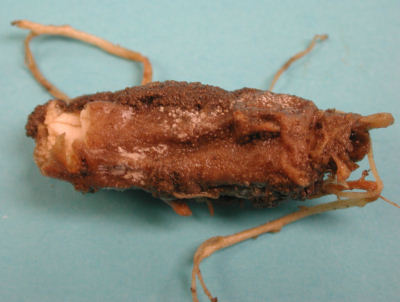 Certaines maladies des racines, comme la pourriture racinaire causée par le champignon Cylindrocarpon, peuvent rapidement provoquer la pourriture de toute la racine.