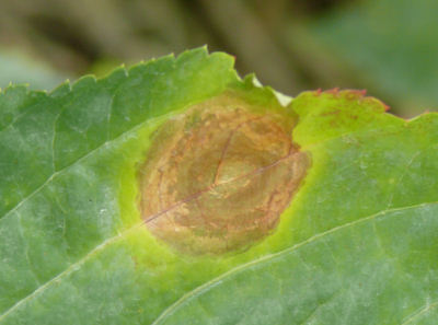 Figure 4. Foliar diseases, such as alternaria leaf blight, can cause considerable damage to the plant canopy and limit root growth, but do not destroy the root directly. 