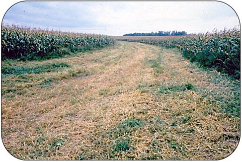 A well-maintained grassed waterway will safely move surface water off farmland.