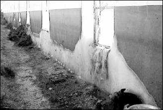 Extensive ice build up around barn windows shows the potential energy wastage and deterioration problems created by windows. (Source: Agviro, Inc.)
