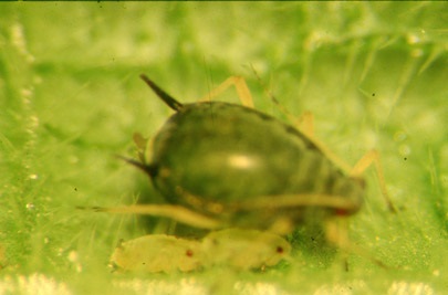 Cotton aphid showing characteristic black cornicles or "exhaust pipes" on either side of the tail end of its body.