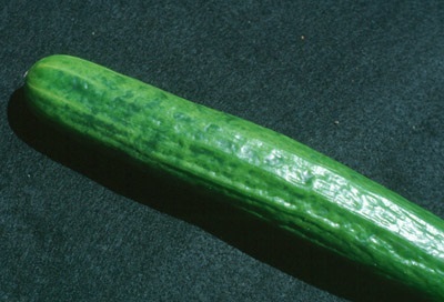 CMV-infected cucumber fruit showing uneven colouring or mottling.