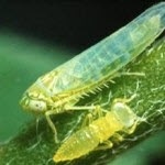 Les cicadelles de la pomme de terre sont des insectes ailés vert pâle et cunéiformes. Les nymphes, immatures, sont plus petites et sans ailes.