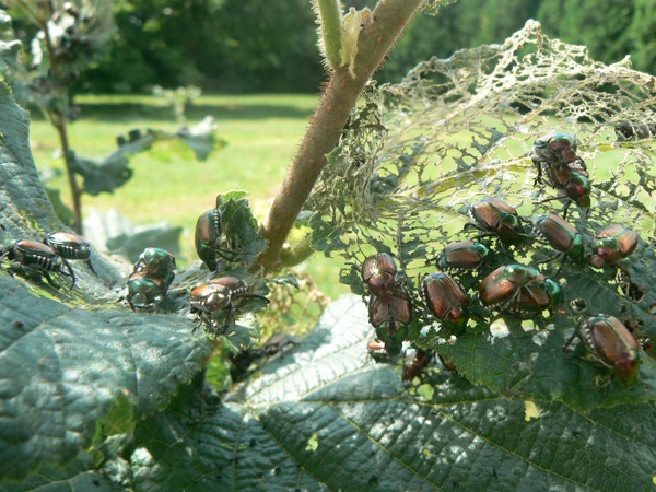 Japanese beetles congregating on hazelnut leaf.