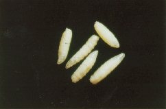 Larvae of the onion maggot 